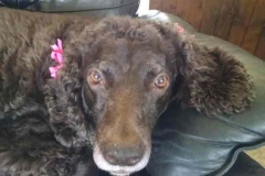 Maggie's 15th Birthday