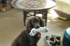 Chip 2011