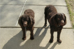Marra n Boogie