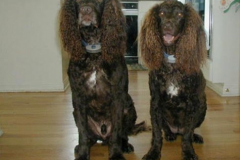 Max-and-Molly-of-Quivira