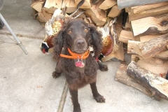 Chip 2010