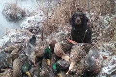 Otter-ducks-2017