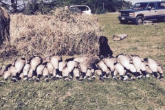 Raylan geese 3