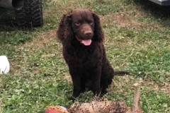 Klema's Raylan phesants