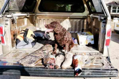 Waterways-Gamecreek-Torvald-pheasants-2020