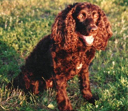 American Water Spaniel Kacie