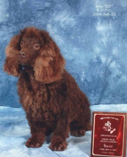 American Water Spaniel Otto